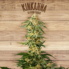 The Plant Organic Seeds Kinkanna feminizované semená