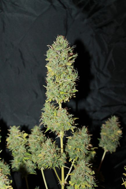 White Widow fast version - feminizovaná semena konopí 3ks, Seedsman