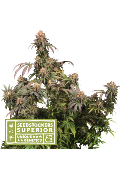 Mandarin Panties - feminized cannabis seeds 5 pcs Seedstockers Superior