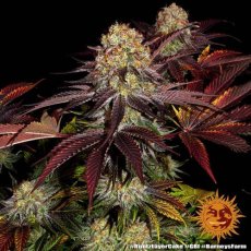 Runtz X Layer Cake - feminized seeds 10 pcs Barney´s Farm