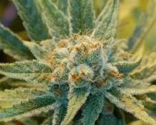 Super Silver Haze - reguläre Samen 18 Stück Mr. Nice