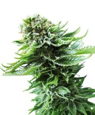 Northern Lights Automatic - feminized And autoflowering seeds 3 pcs Sensi Seeds