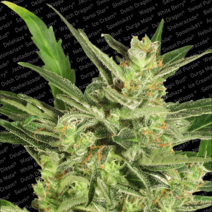 Automaria II - feminizované a autoflowering semienka 3ks Paradise Seeds