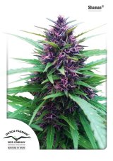Schamane - Standardisierte 10ks Dutch Passion Seeds
