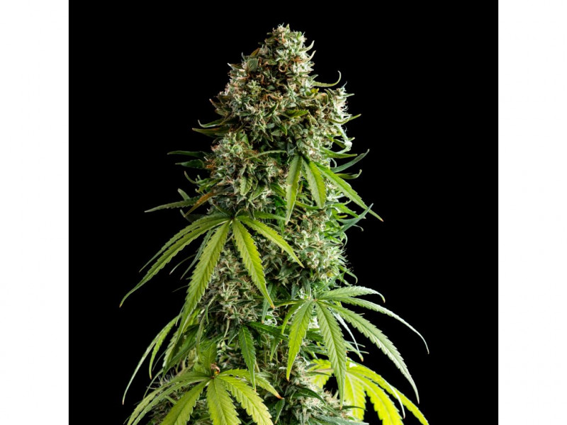 NYC Sour D - autocvjetanje 10 kom - Royal Queen Seeds x Mike Tyson