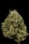 Cheese XXL Auto - fem. a autoflowering semienka 10ks Dinafem