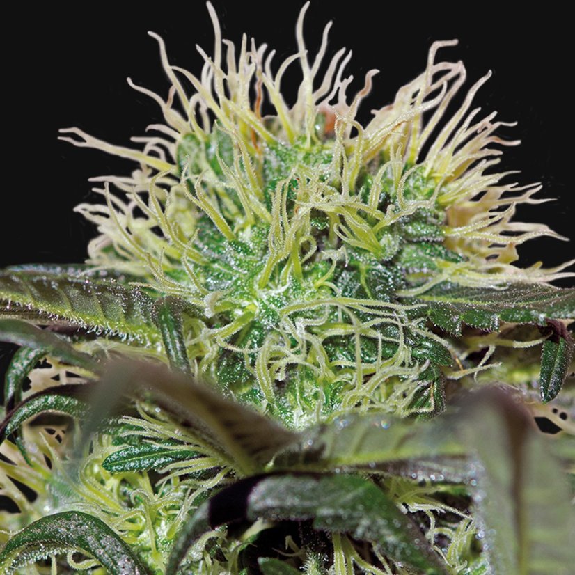 Bad Azz Kush - feminizovaná semínka 5 ks Barney´s Farm