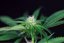 L.A. Peyote Kush - feminized cannabis seeds 5 pcs, Seedsman