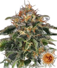 Moby Dick - feminized seeds 5 pcs, Barney´s Farm