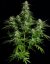 Titan F1 - automatycznie kwitnące nasiona marihuany 10 sztuk, Royal Queen Seeds