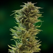 Amnesia Lemon - feminizowane nasiona 5 sztuk Barney's Farms