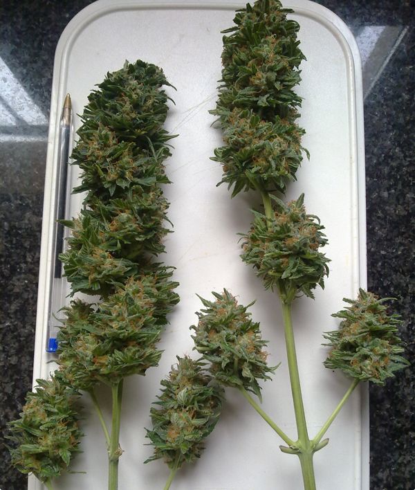 Big Devil Auto – 5 ks fem. a samonakvétací semínka Sweet Seeds