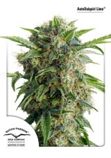 AutoDaiquiri Lime® - fem. And self-sacrificial seeds of 3 Dutch Passion