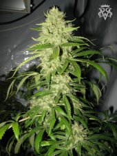 SickMeds Seeds Psycho Crack feminized seeds