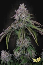 Paradise Seeds Velvet Mist feminizované semená