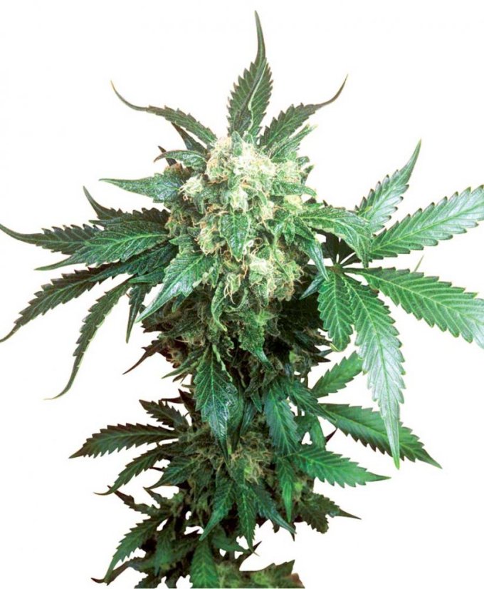Black Domina - 10 sztuk nasion standardowych Sensi Seeds