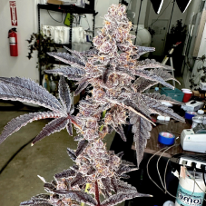 Exotic Genetix Strawneapple nasiona feminizowane