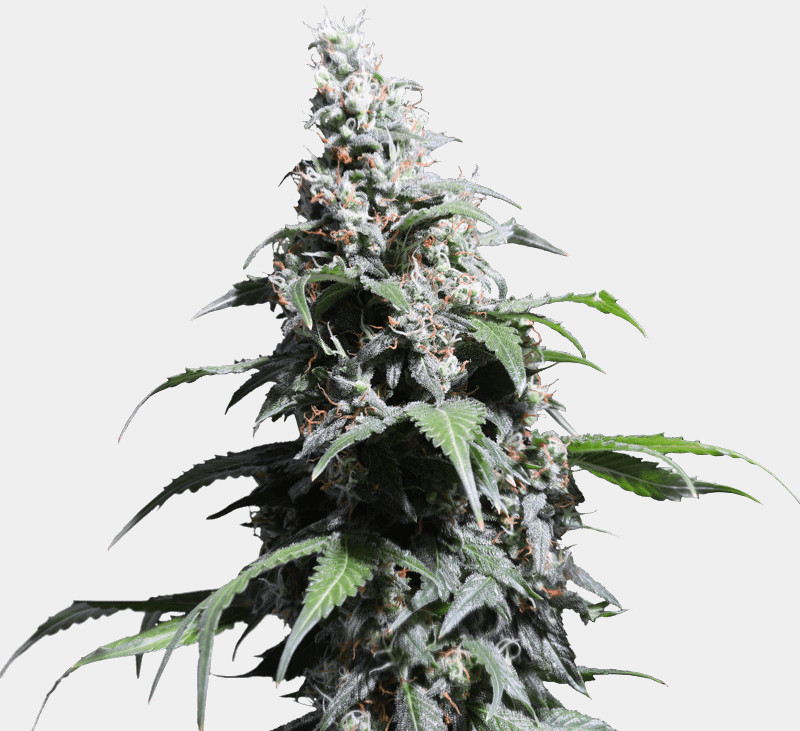 Pineapple Poison - feminizovaná semena 8 ks, Super Sativa Seed Club