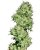 Utopia Haze – feminizovaná semínka 10ks Barney's Farm