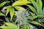 Jacky White  - feminizované semená  10 ks Paradise Seeds
