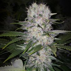 Ethos Genetics Skunk Hero Rbx1 feminisierte Samen