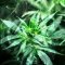 How long does cannabis stay in the body?