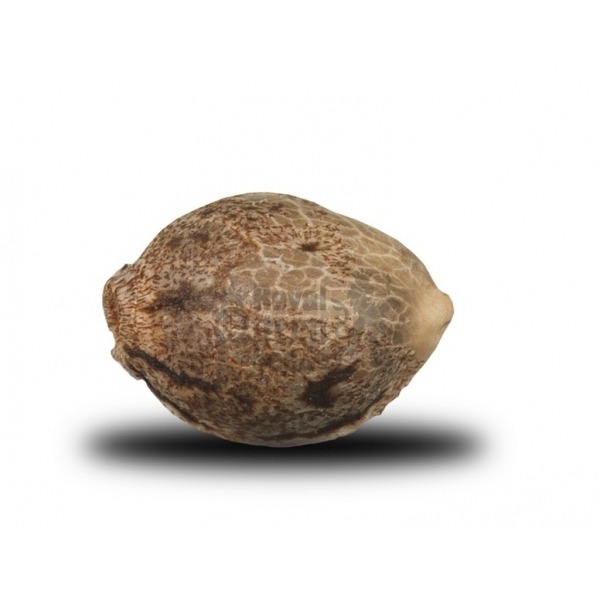 Royal Cheese (Fast Flowering) - feminizované semienka 5 ks Royal Queen Seeds
