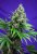 Killer Kush Fast Version - semințe feminizate 3pcs Sweet Seeds