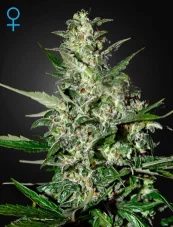 Super Critical Auto - samonakvétací semena 10 ks Green House Seeds