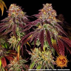 Mimosa X Orange Punch Auto - autoflowering seeds 3 pcs Barney´s Farm