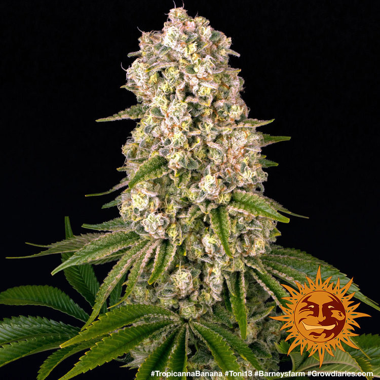 Tropicanna Banana - feminizovaná semená marihuany 10 ks Barney´s Farm