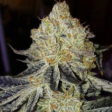Ethos Genetics Mandarin Zkittlez F1 regulérní semena