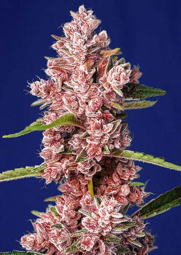 Tropicanna Poison F1 FAST - feminisierte Samen 5 Stück Sweet Seeds