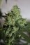 Northern Lights N.5 x Haze 10 ks štandardizované feminizované semená Sensi Seeds