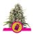 Chocolate Haze - feminizovaná semínka 5 ks Royal Queen Seeds