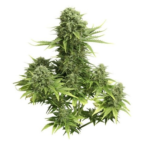StarRyder autoflowering semínka 3ks Dutch Passion