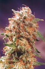 Afghan Skunk 18 szt. Standaryzowane nasiona Mr. Nice