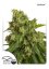 AutoXtreme® - autoflowering Seeds 3 pcs Dutch Passion