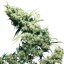 Jamaican Pearl 10 ks štandardizované semená Sensi Seeds