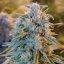 Blue Dream - feminizovaná semínka 3ks Humboldt
