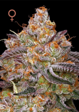 Humboldt Seed Company Granny Candy Feminized Seeds