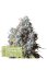 Rucu Cucu OG - feminized cannabis seeds 5 pcs, Seedstockers Superior