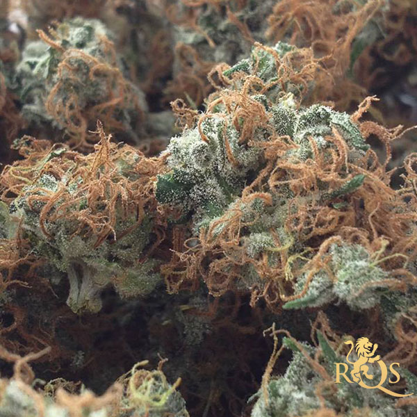 Bubble Kush - feminizované semená 10 ks Royal Queen Seeds