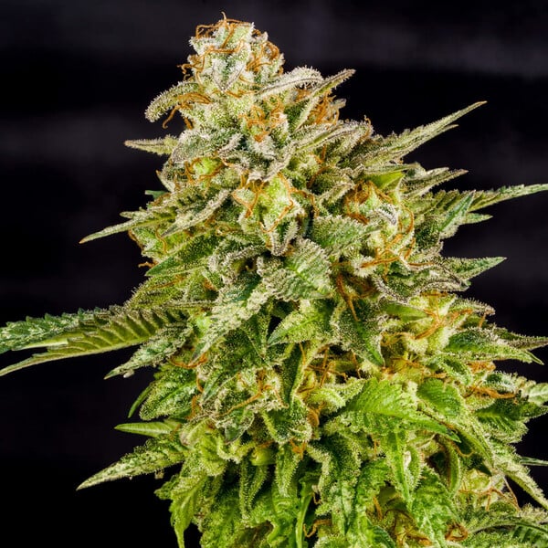 Kush Classic - feminisierte Samen 10 Stück Cannapio