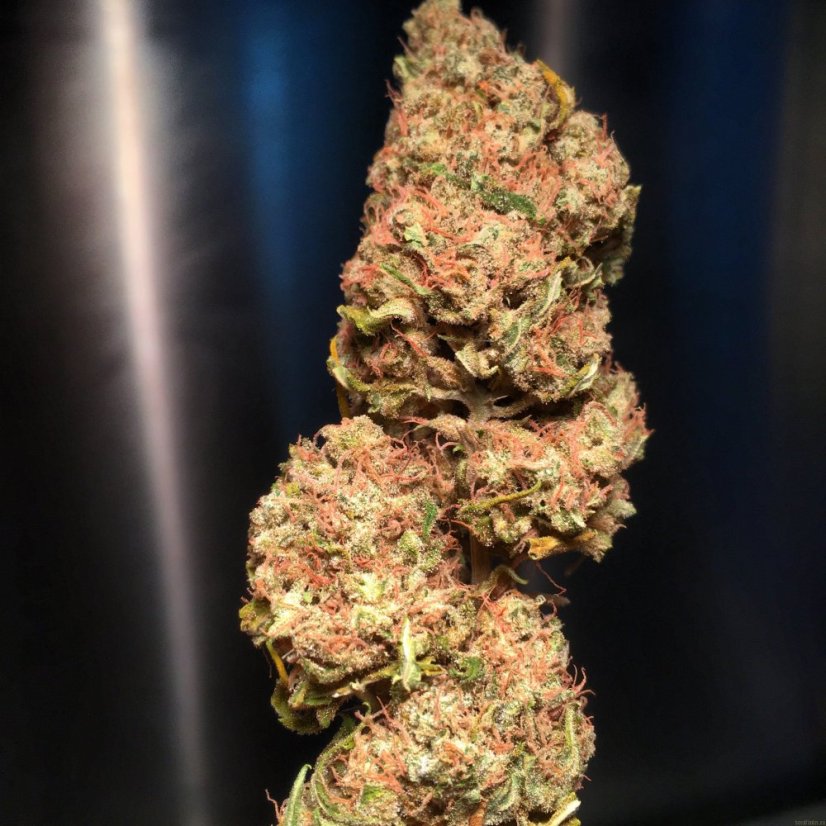 Super Skunk - Nasiona 10 szt. Standardowych Sensi Seeds