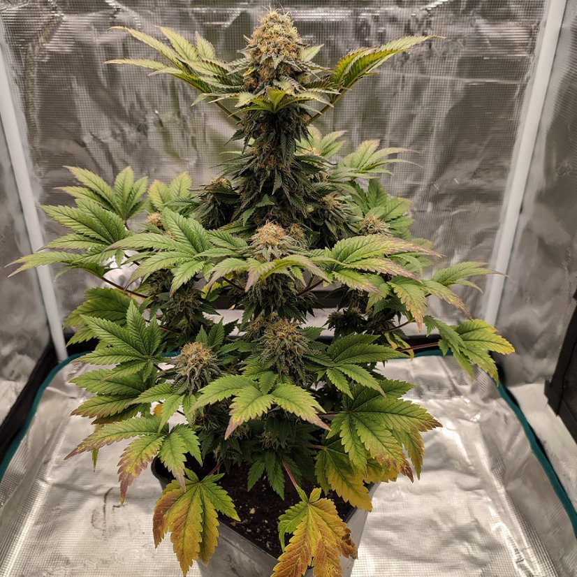 Buddha-Hochzeitskäsekuchen, 10 Stück, Buddha Seeds