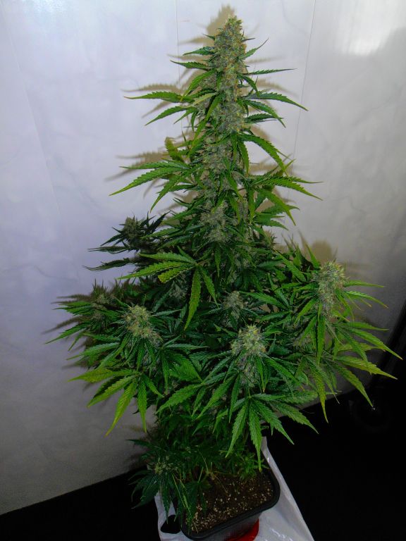 Sin Tra Bajo Auto - fem. A autoflowering semienka 5ks Barney´s Farm