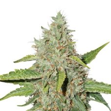 Northern Lights feminisierte Samen 3 Stk. Seedstockers