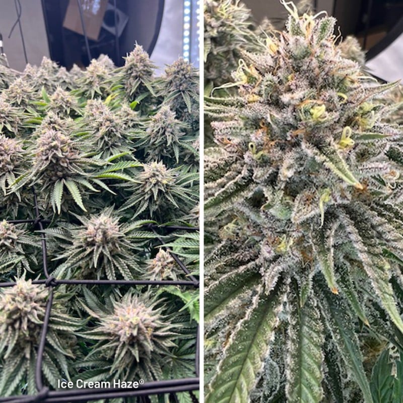 Ice Cream Haze Feminisierte Samen - 3