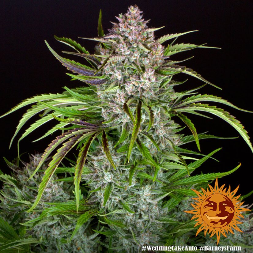 Wedding Cake Auto Feminized Seeds - 3